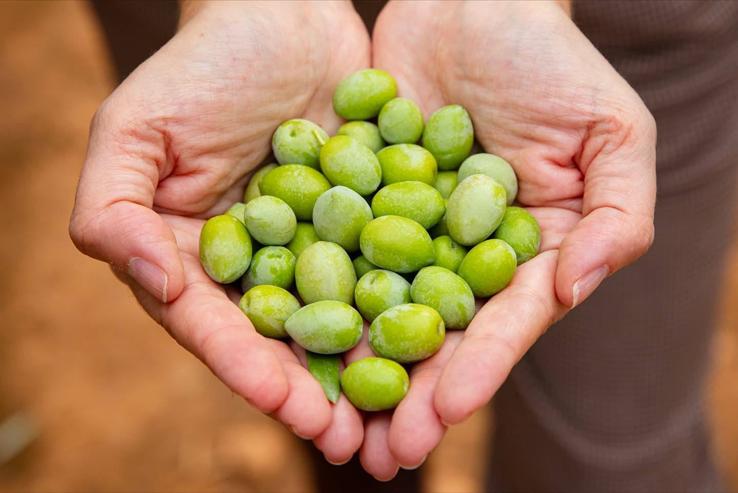 Hands holding green olives before being processed into speciality olive oil