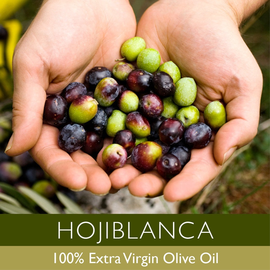 Fresh-harvested Hojiblanca olives from Spain's 2023 crush. Premium olives selected for Gustare Gourmet's authentic extra virgin olive oil showing quality and craftsmanship