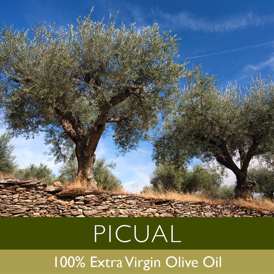 Premium Picual extra virgin olive oil from Spain's Aguilar Family Estate. Ancient olive trees against blue sky showcasing authentic Mediterranean heritage and quality